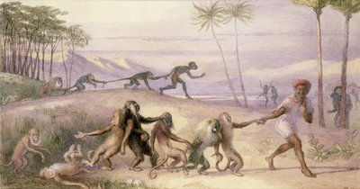 The Manners and Customs of Monkeys by Richard Doyle